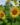 Sunflowers (Helianthus)